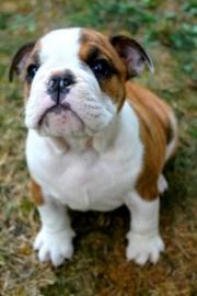 Sch�ne Bulldogge Welpen f�r Sie
