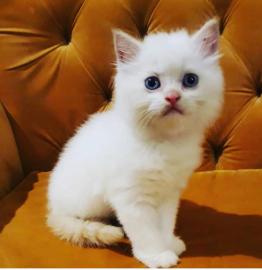 Baby kitten mit papieren