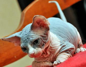 Sphynx Nur noch 3 Jungen zu verkaufen