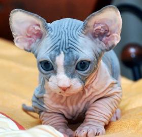 Sphynx Nur noch 3 Jungen zu verkaufen