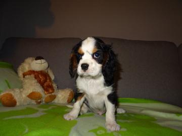 Cavalier babys zu verkaufen
