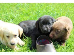 Sehr sch�ne Labradorwelpen mit Papieren