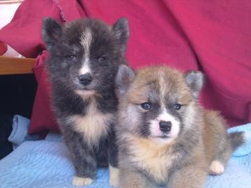 SEHR SCH�NE AKITA INU WELPEN!