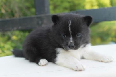 Chihuahua welpen