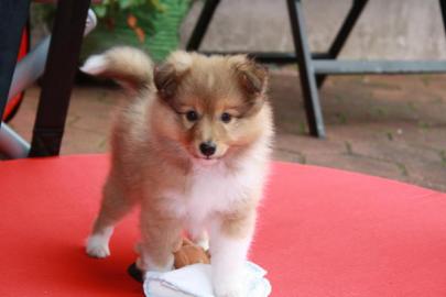 Sch�n Sheltie-Welpen