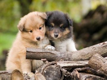 Sch�n Sheltie-Welpen