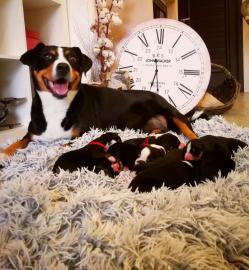 Appenzeller Sennenhund