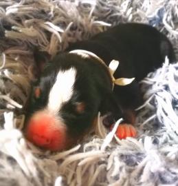 Appenzeller Sennenhund