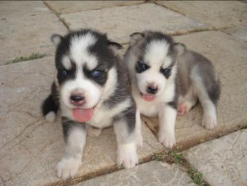 Siberian Husky Welpen