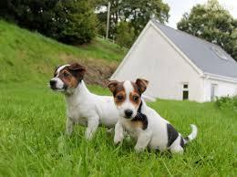 Jack Russells, rau und gebrochen jetzt f