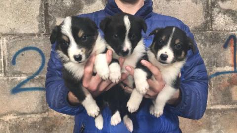 Erstaunliche Border-Collie-Welpen. 