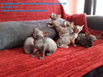 Canadian Sphynx M�dchen mit Stammbaum un