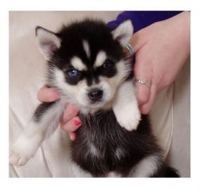 Siberian Husky Welpen Hybriden