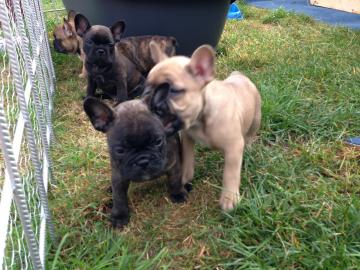 Franz�sische Bulldoggen Welpen
