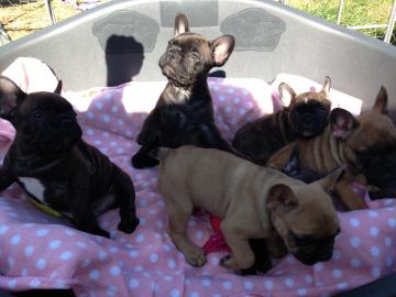 Franz�sische Bulldoggen Welpen