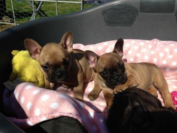 Franz�sische Bulldoggen Welpen