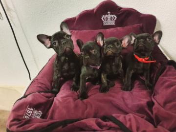 Franz?sische Bulldogge Welpe H?ndin Blau