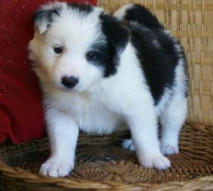 s��e Border Collie Welpen