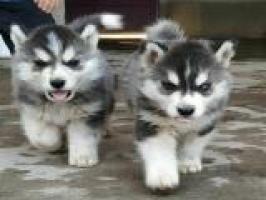 Sibirian Welpen Husky