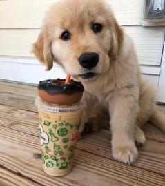 Liebevolle Golden Retriever Welpen f�r R