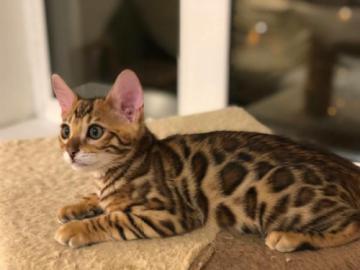 Kittens Von Tasha Wurf Abzugeben