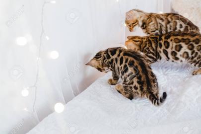 Kittens Von Tasha Wurf Abzugeben