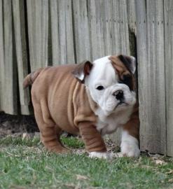 Englische Bulldogge Welpen mit papieren