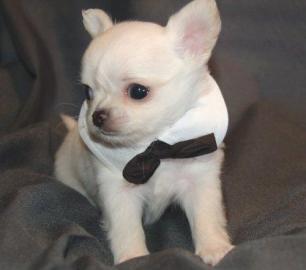 Wundersch�ne MINI SCHOKO ChihuahuaWELPEN