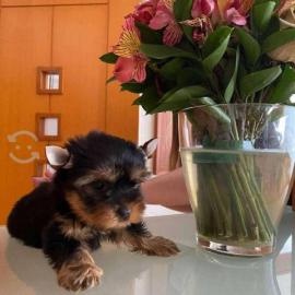 Yorkshire Terrier Welpe