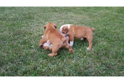 sch�ne Englisch Bulldogge