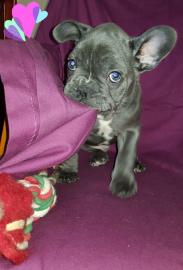 franz?sische Bulldoggenwelpen