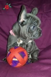 franz?sische Bulldoggenwelpen