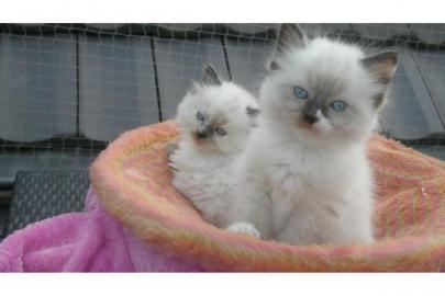 Ragdoll kittens