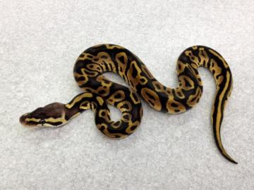 4 Ball Pythons for sale - Pastel Leopard