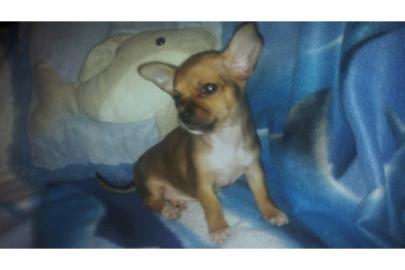 S�sse Chihuahua-Welpen mit VDH/FCI Papie