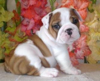 9 Wochen alt Bulldogge H�ndin zu verkauf