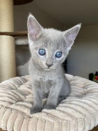 Russische blaue K?tzchen zu verkaufen