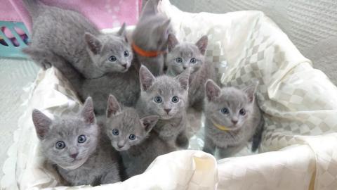 Russische blaue K?tzchen zu verkaufen