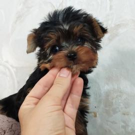 Yorshire Terrier Welpen mit Papieren vvv