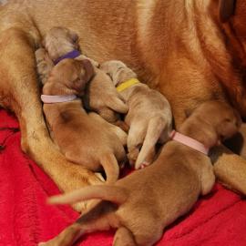 Labrador welpen Abgabebereit
