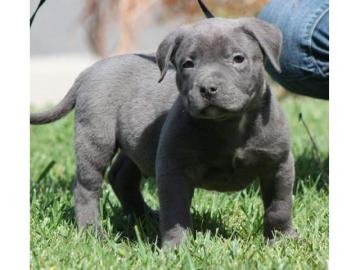 Pitbull Welpen Rude und Hundinnen