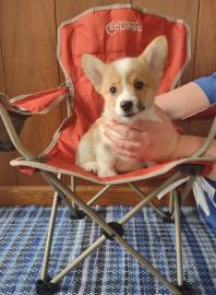 M?nnliche und weibliche Corgi-Waliser-We
