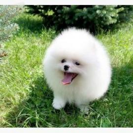 Zwergspitz Pomeranian welpen