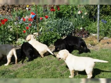 5 wunderschne und gesunde Labrador retr