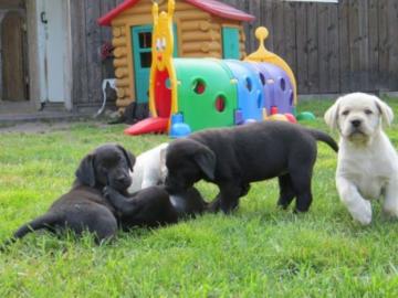5 wundersch�ne und gesunde Labrador retr