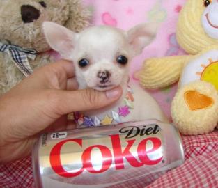 X-Mas MINI MINI Chihuahua Preis: 150