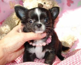 X-Mas MINI MINI Chihuahua Preis: 150