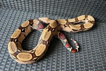 Kaiserboa Boa c.  imperator whatsapp link