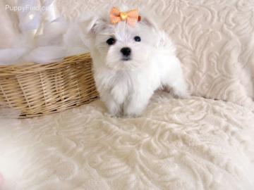 maltese