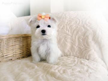maltese